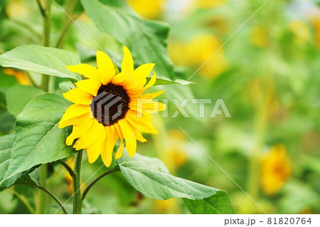 向日葵の花 向日葵の花 81820764