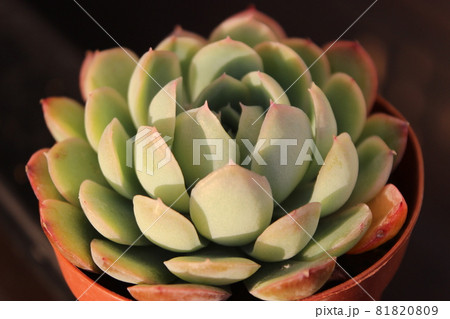 エケベリア 花月夜 エケベリア 花月夜 81820809