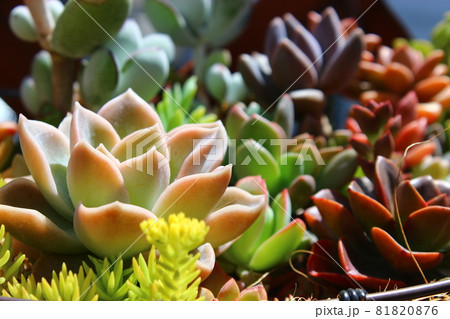 楽しいガーデニング　多肉植物 81820876