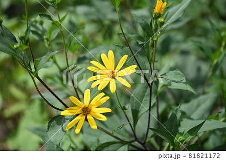 キクイモ(菊芋)の花 キクイモ(菊芋)の花 81821172