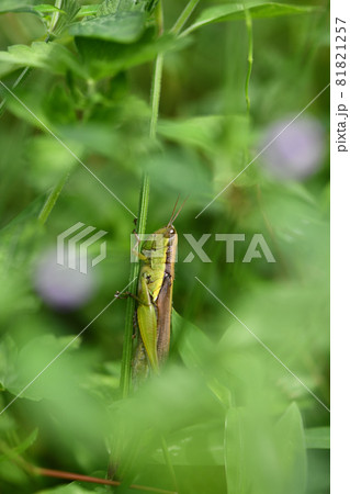 ハネナガイナゴ（翅長稲子） 81821257
