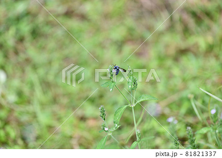 幸せを呼ぶ青い蜂（ブルービー）・ルリモンハナバチ 81821337