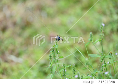 幸せを呼ぶ青い蜂（ブルービー）・ルリモンハナバチ 81821340