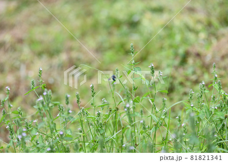 幸せを呼ぶ青い蜂（ブルービー）・ルリモンハナバチ 81821341