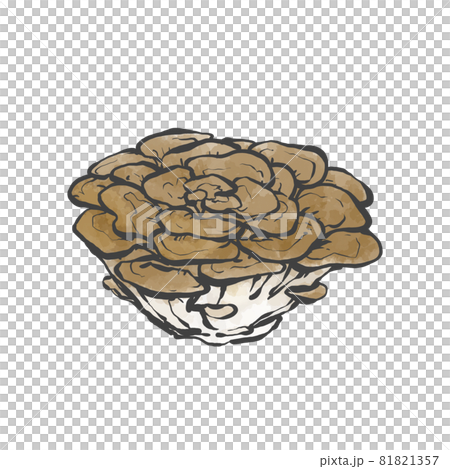舞茸的日式手繪插畫 舞茸的日式手繪插畫 81821357