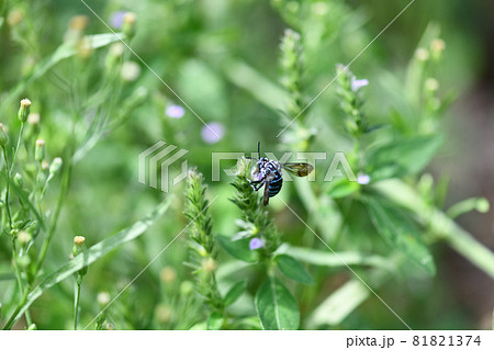 幸せを呼ぶ青い蜂（ブルービー）・ルリモンハナバチ 81821374