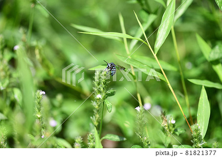 幸せを呼ぶ青い蜂（ブルービー）・ルリモンハナバチ 81821377
