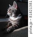 物想い顔の猫 81821381