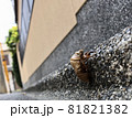 蝉の抜け殻　街中にて 81821382