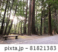 ベンチのある道 81821383
