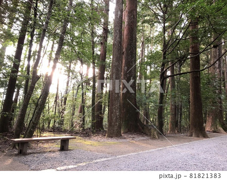 ベンチのある道 ベンチのある道 81821383
