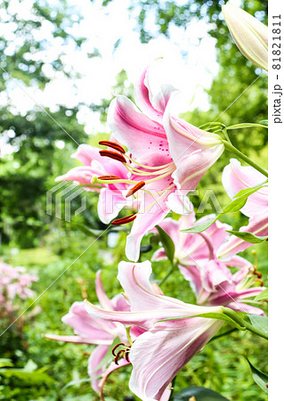 Yuri lily flower lily pink beautiful beautiful - Stock Photo