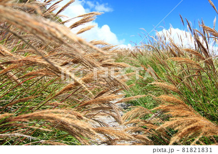 ススキ 薄 尾花 81821831