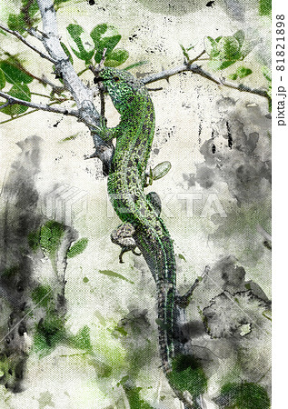 Green lizard lurking on a tree branch. A reptile hunting in the woods. Animal life in its natural habitat. Digital watercolor painting 81821898