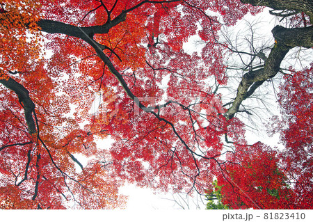 もみじ紅葉 もみじ紅葉 81823410