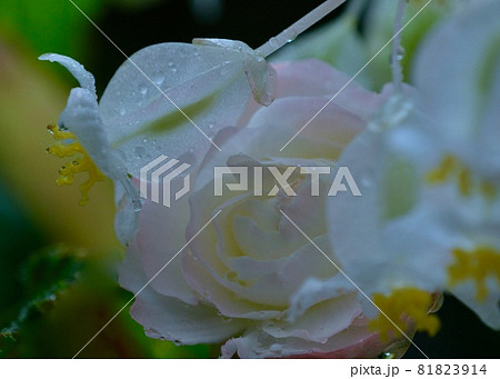 雨の日のベコニア 雨の日のベコニア 81823914
