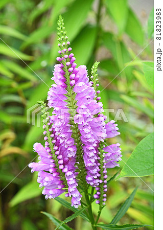 ハナトラノオ 花虎の尾 の写真素材 8139