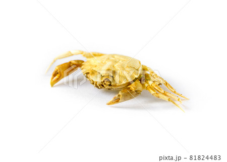 Crab on a white background Crab on a white background 81824483