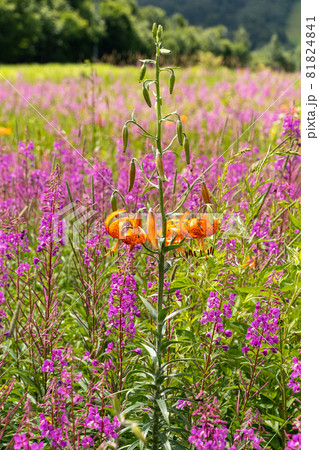 奥志賀の花畑 奥志賀の花畑 81824841