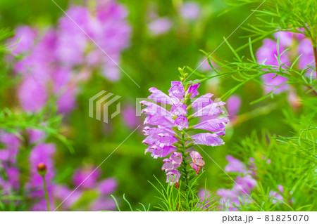 ハナトラノオ ハナトラノオ 81825070