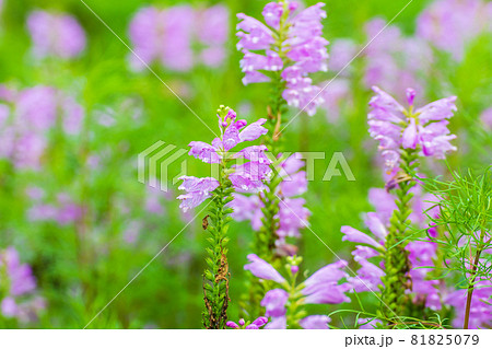 ハナトラノオ 81825079