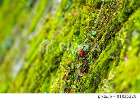 三重県　多気郡大台町の自然と周辺　風景 81825229