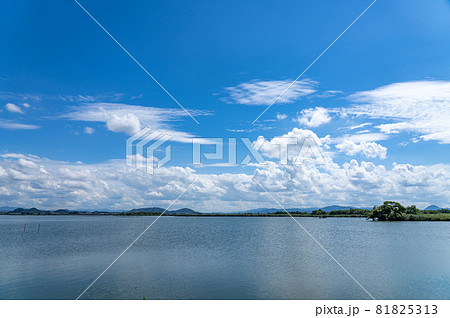 琵琶湖の内湖である西の湖の晩夏の情景 琵琶湖の内湖である西の湖の晩夏の情景 81825313