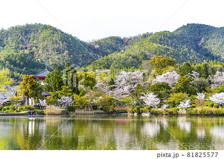 春の大覚寺（京都）大沢池エリアの展望 81825577