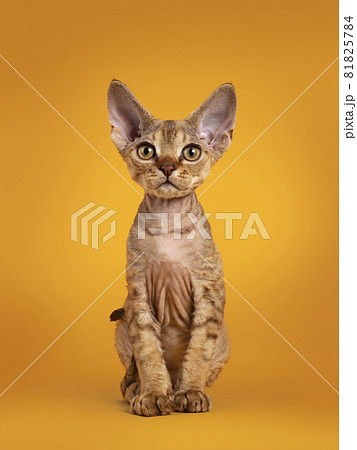 Devon Rex cat kitten on yellow background Devon Rex cat kitten on yellow background 81825784