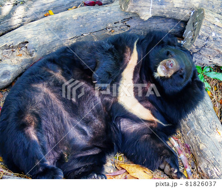 Asian black bear or Asiatic black bear or Selenarctos thibetanus is resting during the day near the timber. Asian black bear or Asiatic black bear or Selenarctos thibetanus is resting during the day near the timber. 81826037