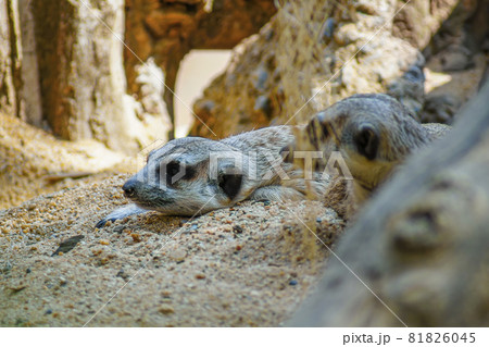 Meerkat is in the shadow on the sand. And looking at something 81826045