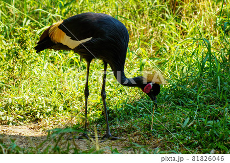 Gray crowned crane and green plants Gray crowned crane and green plants 81826046