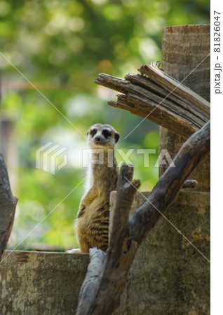 Meerkat, looking at something on the timber Meerkat, looking at something on the timber 81826047