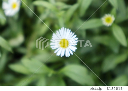 ペラペラヨメナの花 コピースペースあり ペラペラヨメナの花 コピースペースあり 81826134