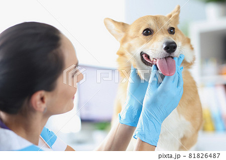 Veterinarian doctor conducts physical examination of dog oral cavity closeup 81826487