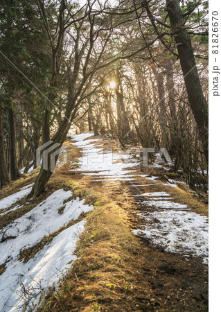 冬の大山　山頂～ヤビツ峠の登山道の風景【神奈川県・伊勢原市】 81826670
