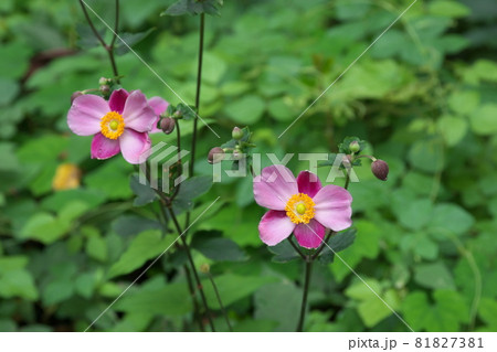 シュウメイギクの桃色花【緑背景】 81827381