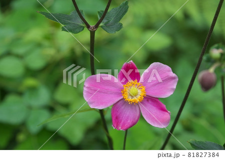 シュウメイギクの桃色花【緑背景】 シュウメイギクの桃色花【緑背景】 81827384