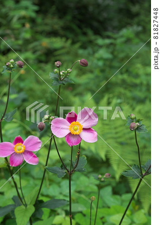 シュウメイギクの桃色花【緑背景】 シュウメイギクの桃色花【緑背景】 81827448