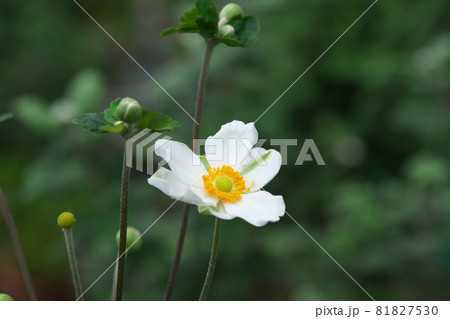 シュウメイギクの白花【緑背景】 シュウメイギクの白花【緑背景】 81827530