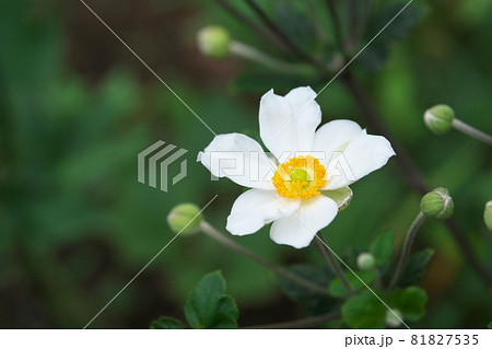 シュウメイギクの白花【緑背景】 シュウメイギクの白花【緑背景】 81827535