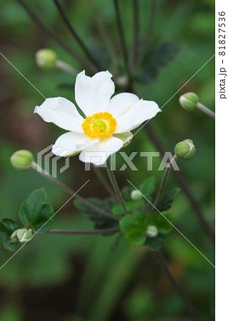 シュウメイギクの白花【緑背景】 シュウメイギクの白花【緑背景】 81827536