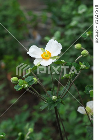 シュウメイギクの白花【緑背景】 81827538