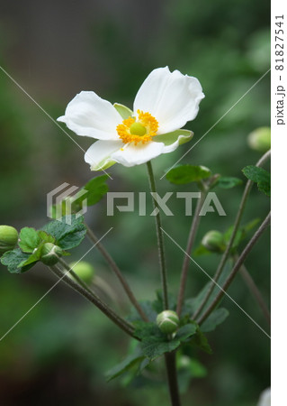 シュウメイギクの白花【緑背景】 シュウメイギクの白花【緑背景】 81827541