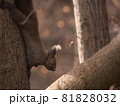 旭山記念公園のエゾリス 81828032