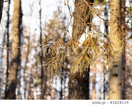 dried twig of larch tree with snow illuminated by sun in forest of city par on sunny winter day close-up dried twig of larch tree with snow illuminated by sun in forest of city par on sunny winter day close-up 81828114