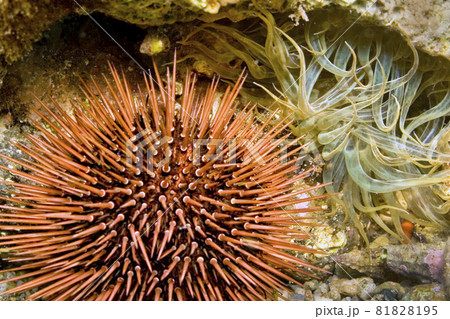 Common Sea Urchin, Cabo Cope Puntas del Calnegre Natural Park, Spain Common Sea Urchin, Cabo Cope Puntas del Calnegre Natural Park, Spain 81828195