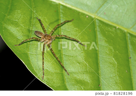 Tropical Spider, Corcovado National Park, Costa Rica Tropical Spider, Corcovado National Park, Costa Rica 81828196