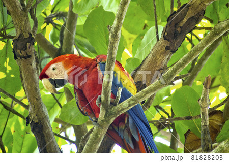 Scarlet Macaw, Corcovado National Park, Costa Rica 81828203