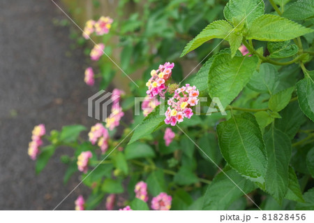 ランタナの複色花 81828456